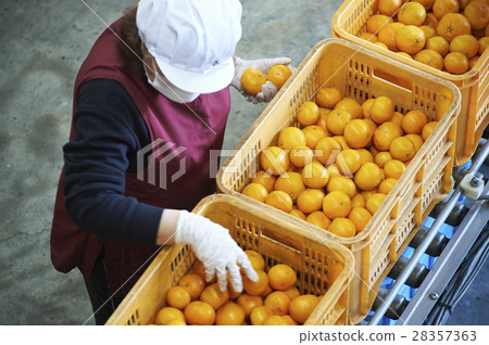 準備運送橘子 28357363