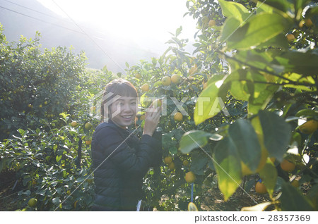 A woman in a lemon orchard 28357369