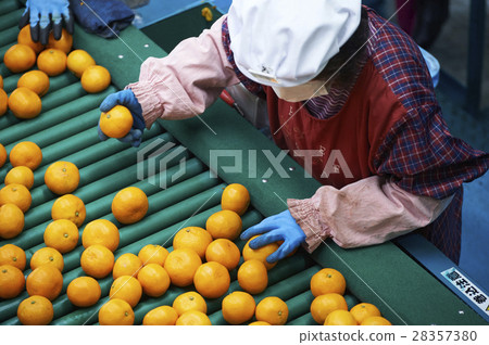 Prepare shipping for mandarin oranges 28357380