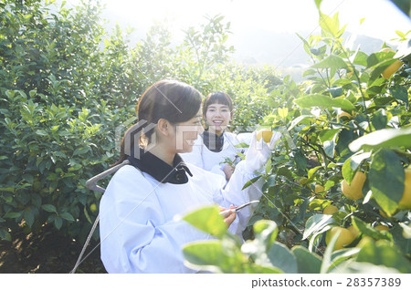 A woman in a lemon orchard 28357389