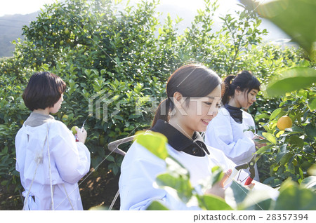 A woman harvesting lemon A woman harvesting lemon 28357394