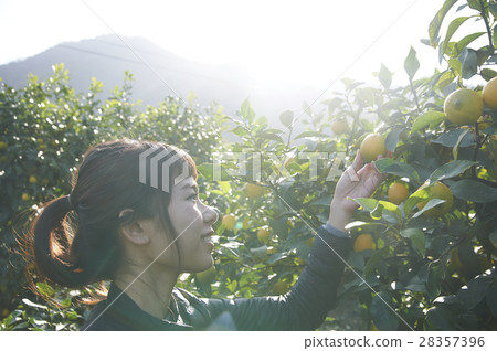 A woman in a lemon orchard 28357396