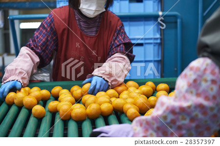 準備運送橘子 28357397