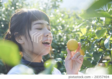 A woman harvesting lemon 28357404