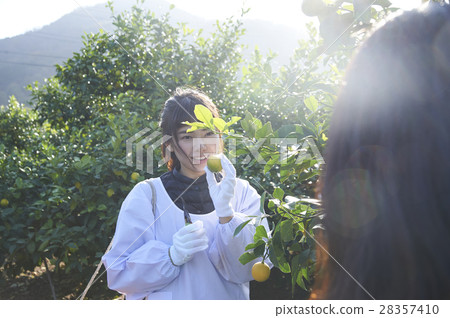 A woman harvesting lemon A woman harvesting lemon 28357410