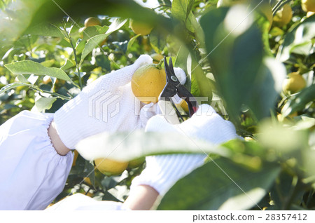 Harvesting lemon 28357412