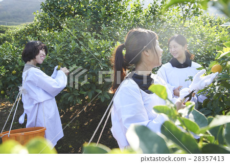 A woman harvesting lemon 28357413