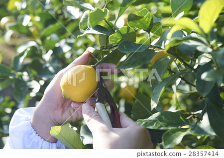 Harvesting lemon 28357414