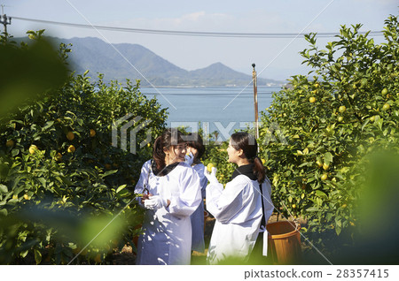 A woman harvesting lemon 28357415