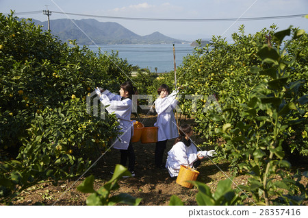 A woman harvesting lemon 28357416