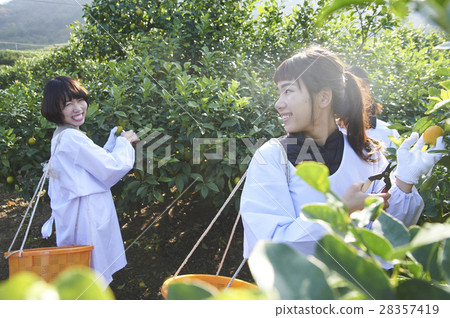 A woman harvesting lemon 28357419