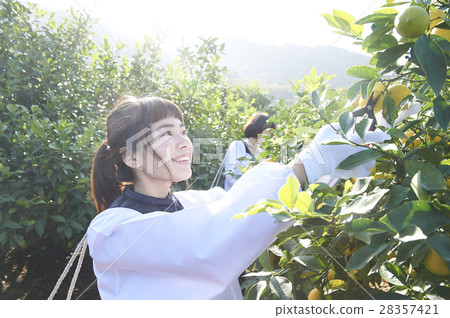 A woman harvesting lemon 28357421