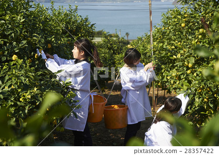 A woman harvesting lemon 28357422