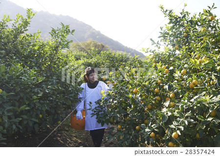 A woman harvesting lemon 28357424