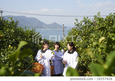 A woman harvesting lemon 28357426