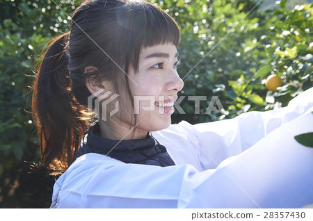 收穫檸檬的婦女 28357430
