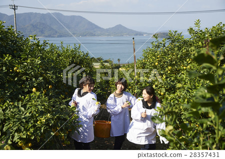 A woman harvesting lemon 28357431