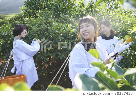 收穫檸檬的婦女 28357433