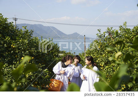 A woman harvesting lemon 28357435