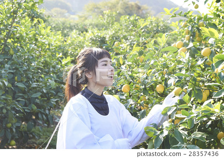 A woman harvesting lemon 28357436