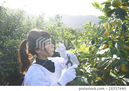 A woman harvesting lemon 28357440