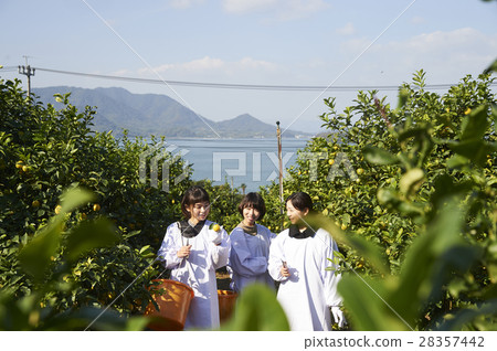 A woman harvesting lemon 28357442