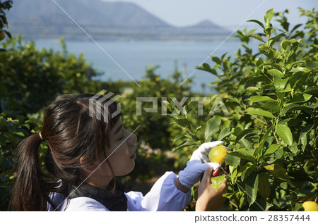 A woman harvesting lemon 28357444