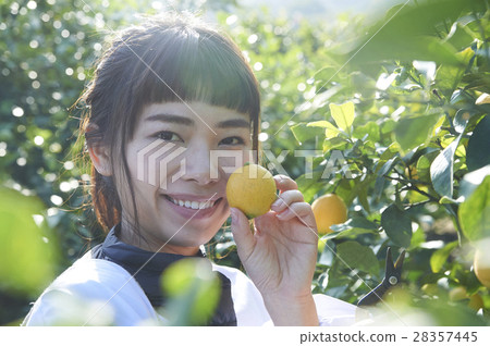 A woman harvesting lemon 28357445