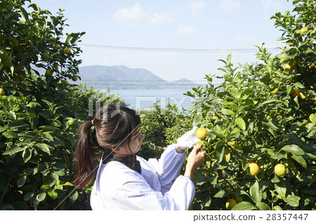 收穫檸檬的婦女 28357447