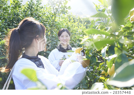 收穫檸檬的婦女 28357448