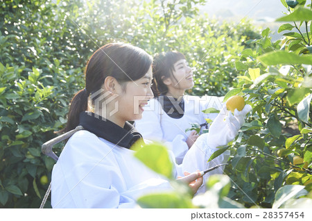 A woman harvesting lemon 28357454