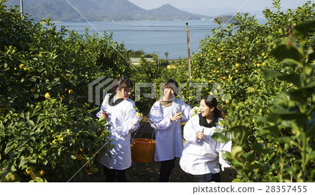 收穫檸檬的婦女 28357455