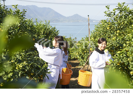 A woman harvesting lemon 28357458