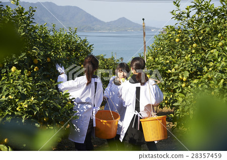 A woman harvesting lemon 28357459