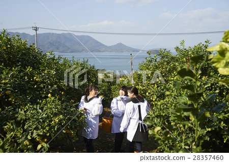 收穫檸檬的婦女 收穫檸檬的婦女 28357460