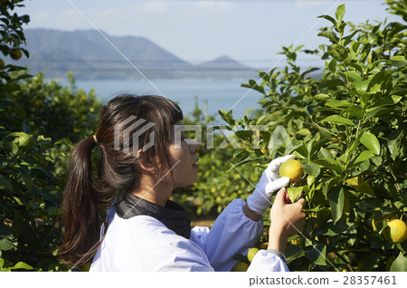 A woman harvesting lemon 28357461
