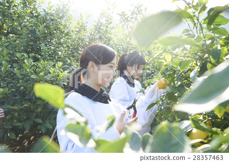 A woman harvesting lemon 28357463