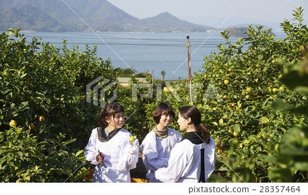 A woman harvesting lemon 28357464