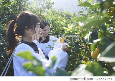 收穫檸檬的婦女 收穫檸檬的婦女 28357465