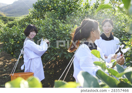 A woman harvesting lemon 28357466