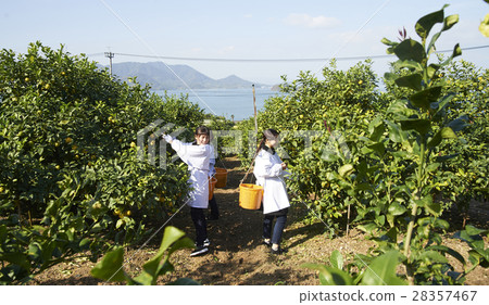 A woman harvesting lemon 28357467