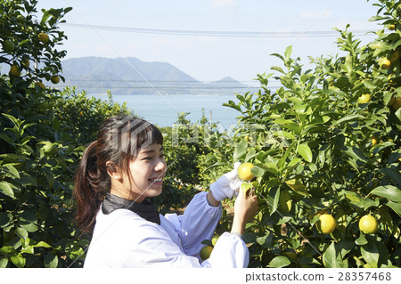 收穫檸檬的婦女 28357468