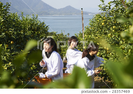 A woman harvesting lemon A woman harvesting lemon 28357469