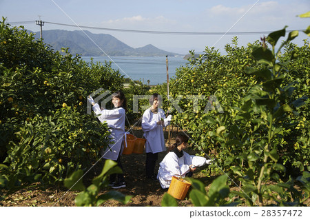 A woman harvesting lemon 28357472