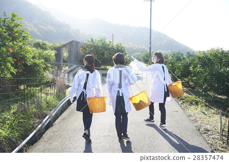 Women walking orchard Women walking orchard 28357474