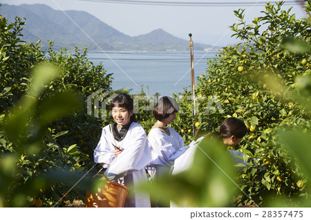 A woman harvesting lemon 28357475