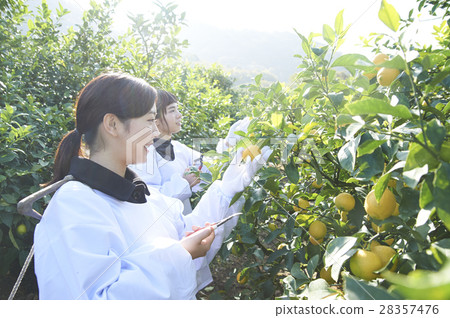 A woman harvesting lemon A woman harvesting lemon 28357476