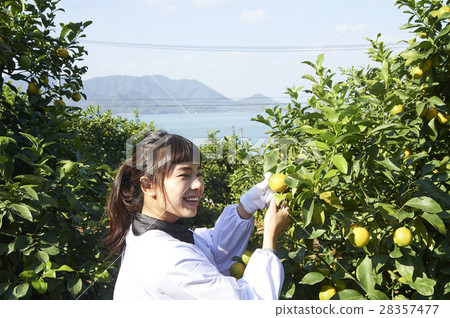 A woman harvesting lemon 28357477