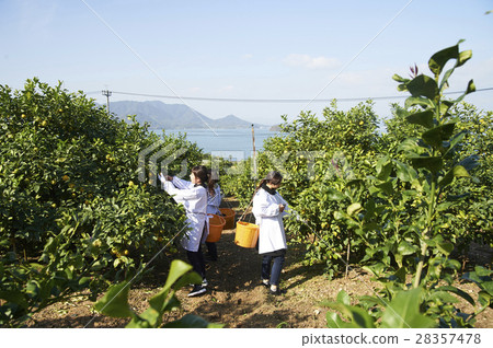 A woman harvesting lemon 28357478