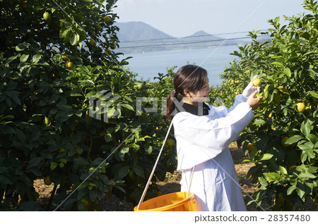 A woman harvesting lemon 28357480